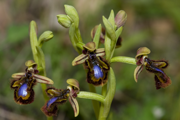 Ophrys ciliata - E'' sempre la pi bella....almeno per me!