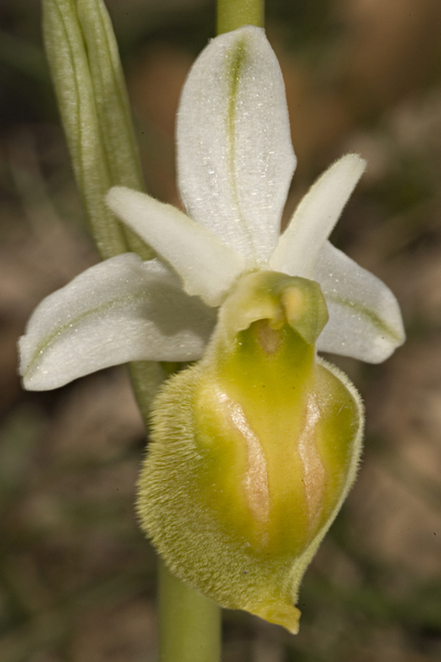 Ophrys crabronifera ; O. tyrrhena