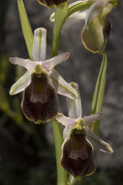 Ophrys crabronifera ; O. tyrrhena