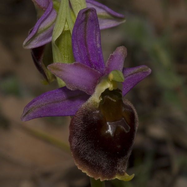 Ophrys crabronifera ; O. tyrrhena