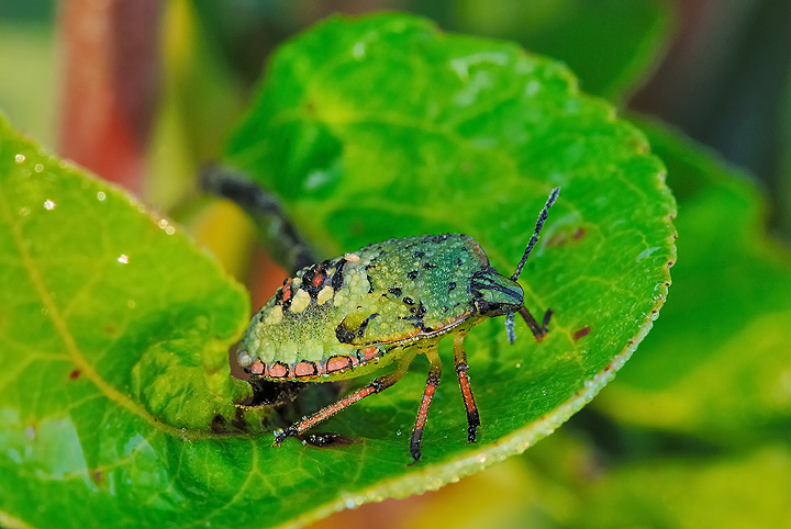 Aiuto identificazione