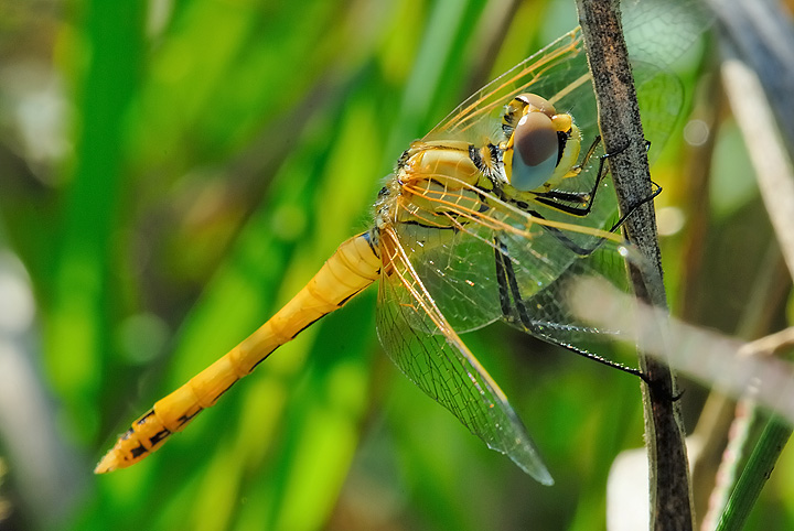 Sympetrum fonscolombii