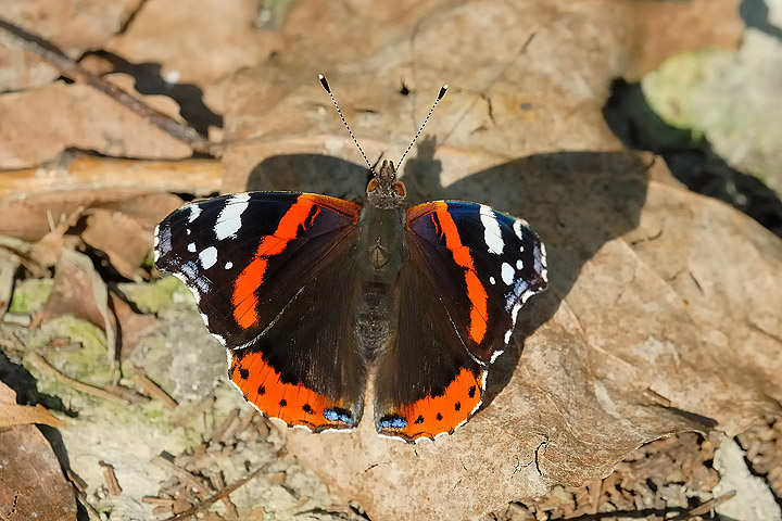 Vanessa atalanta