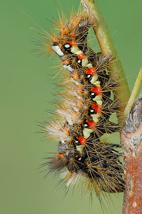 Aiuto identificazione bruco