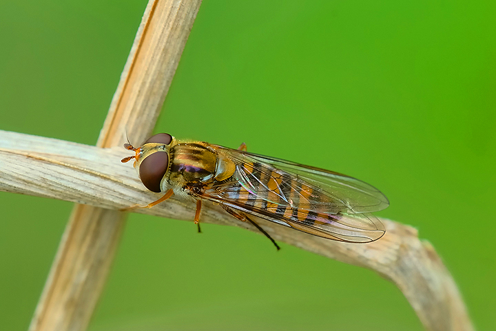 Episyrphus balteatus