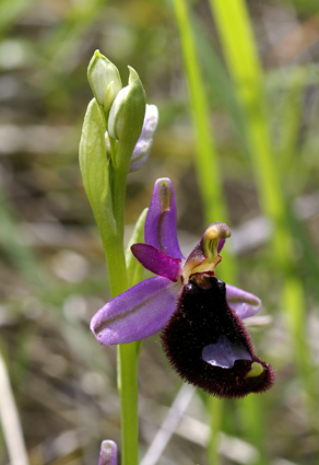 Ibrido: Ophrys bertolonii x Ophrys fuciflora