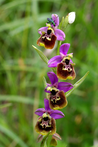 Ibrido: Ophrys bertolonii x Ophrys fuciflora