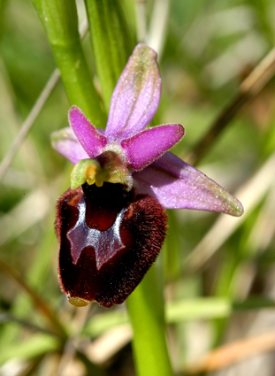 Ibrido: Ophrys bertolonii x Ophrys fuciflora