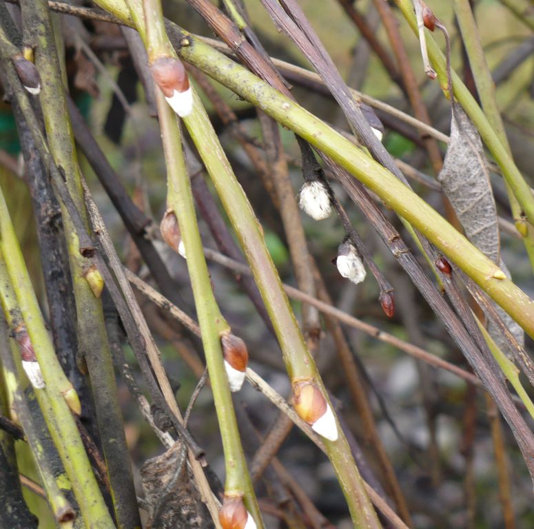 Salix caprea kilmarnock