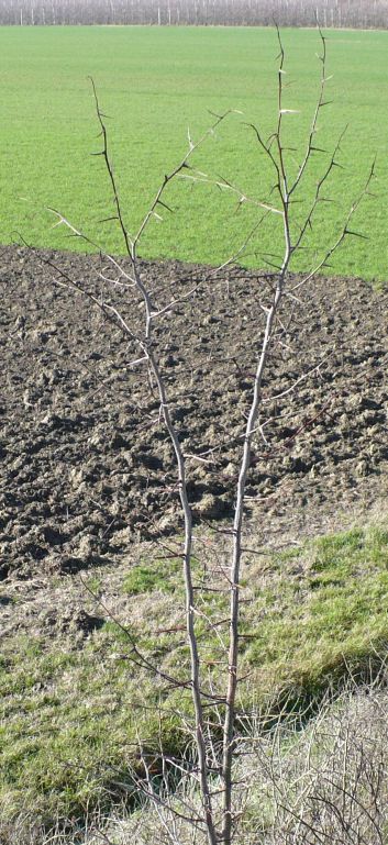 Gleditsia triacanthos / Spino di Giuda