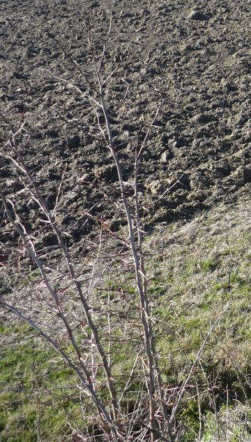 Gleditsia triacanthos / Spino di Giuda