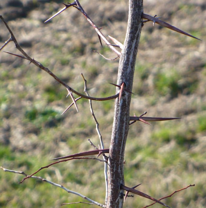 Gleditsia triacanthos / Spino di Giuda