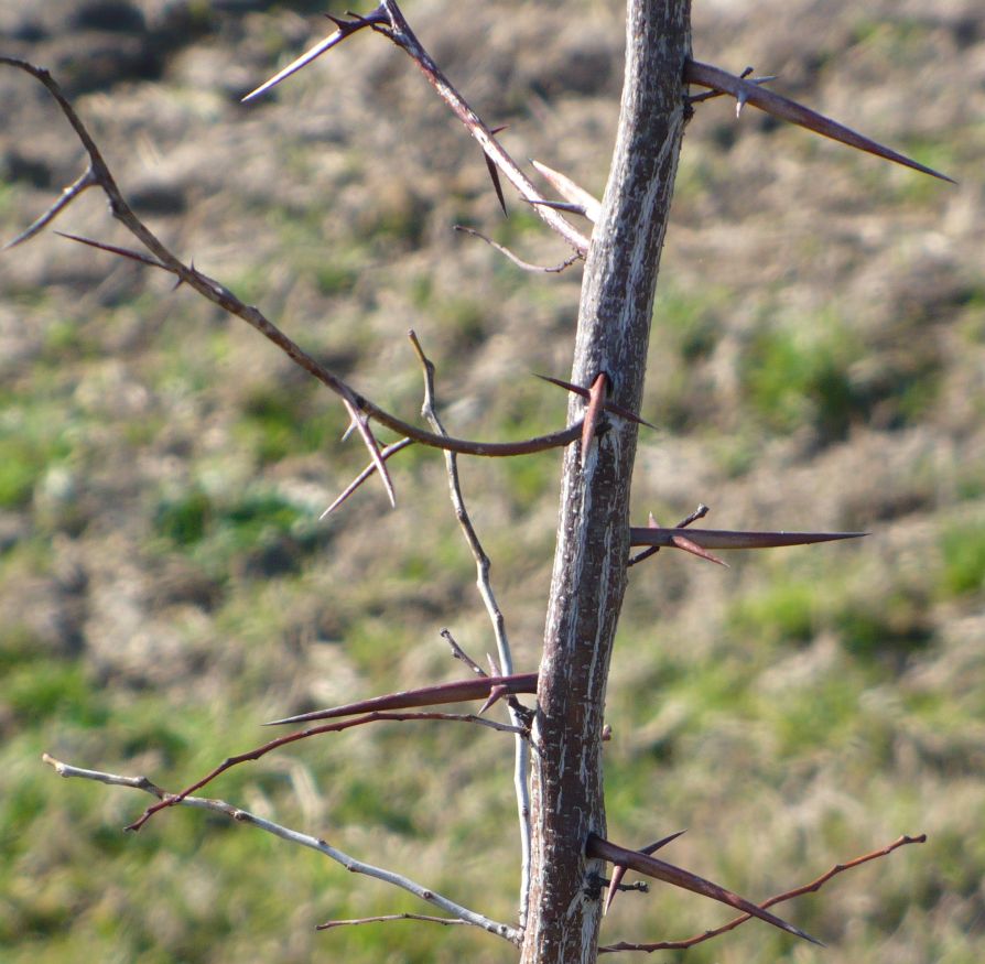 Gleditsia triacanthos / Spino di Giuda