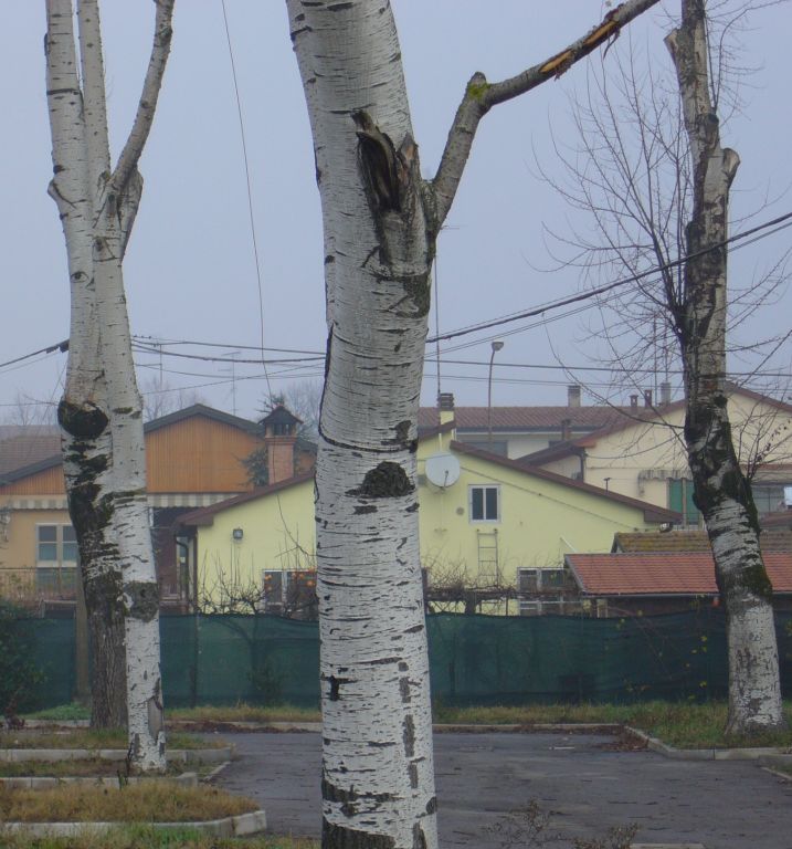 Populus alba o Populus canescens  ?