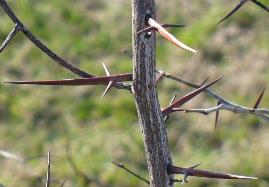 Gleditsia triacanthos / Spino di Giuda