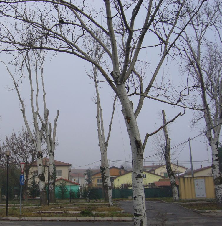 Populus alba o Populus canescens  ?