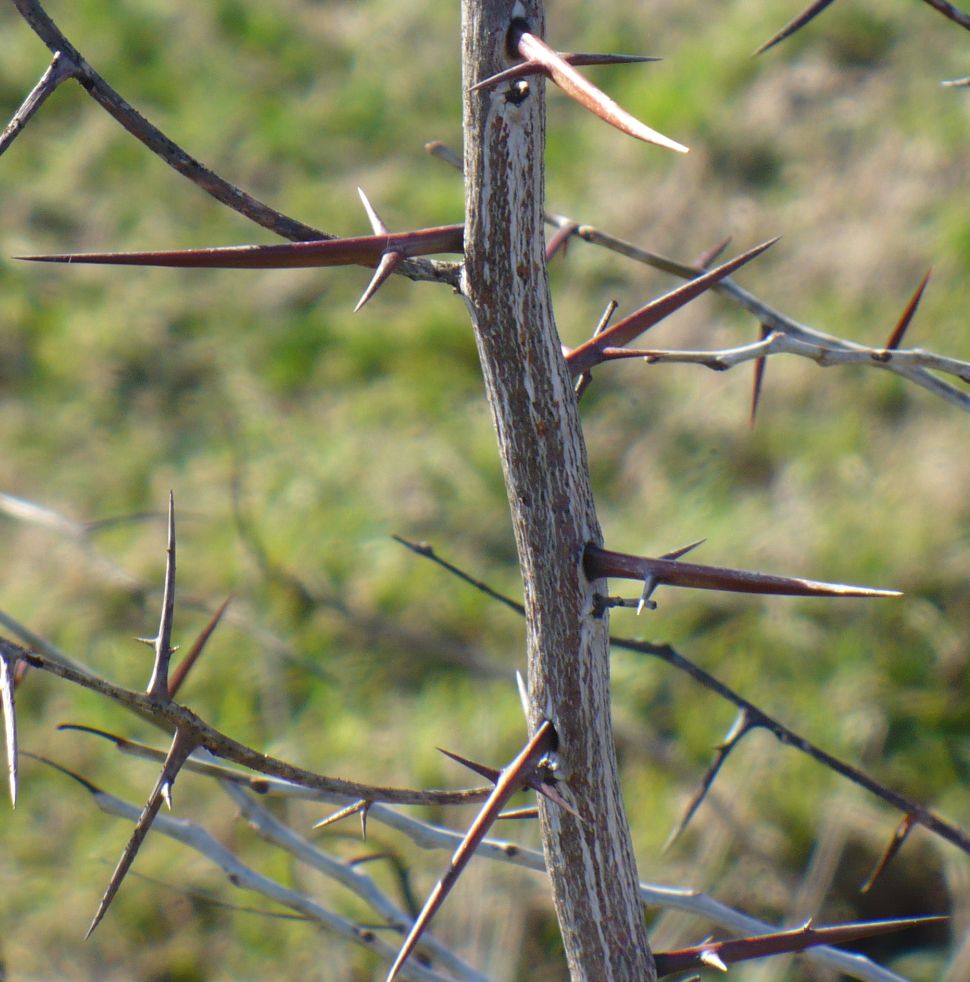 Gleditsia triacanthos / Spino di Giuda