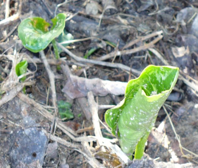 Arum italicum subsp. italicum / Gigaro chiaro