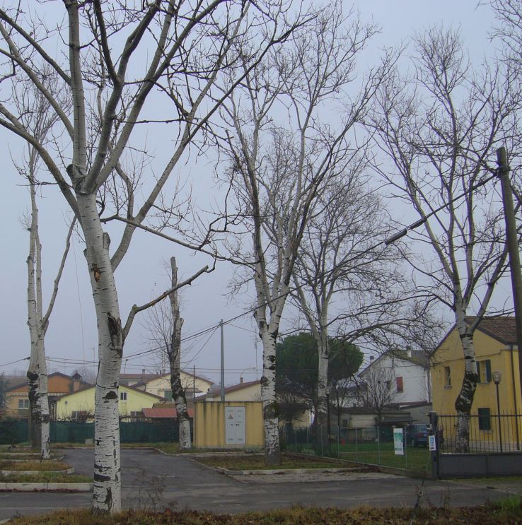 Populus alba o Populus canescens  ?