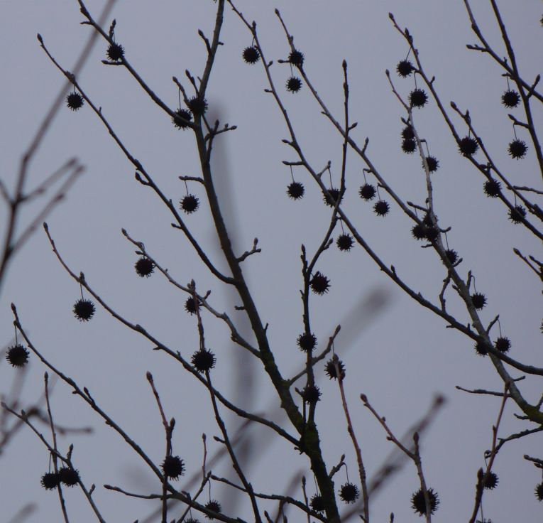 Liquidambar styraciflua