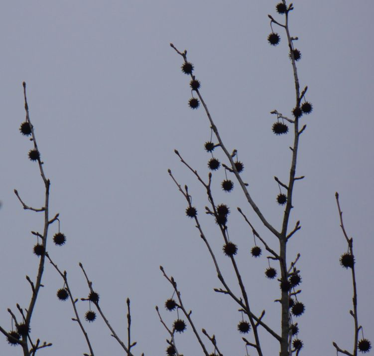 Liquidambar styraciflua