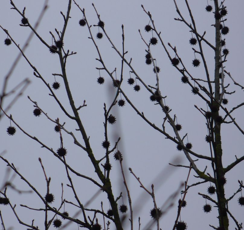 Liquidambar styraciflua