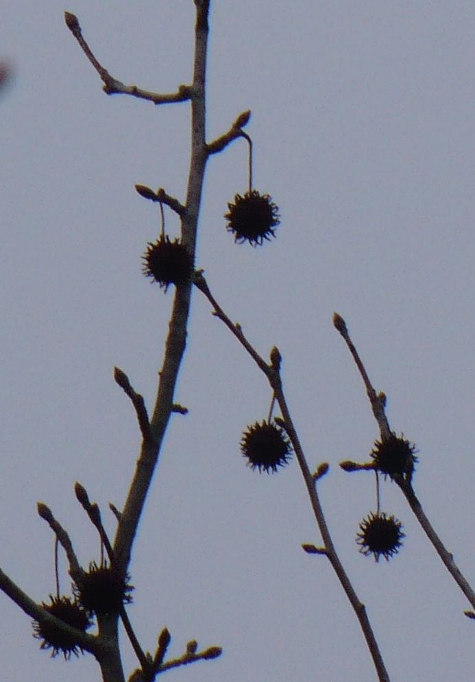 Liquidambar styraciflua