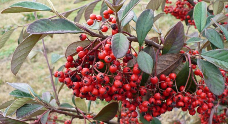 Cotoneaster cfr. lacteus