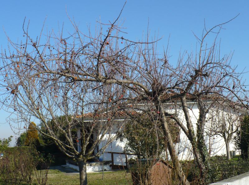 Crataegus azarolus / Lazzeruolo