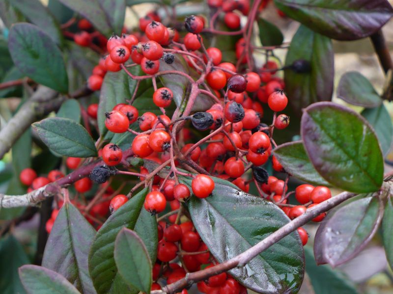 Cotoneaster cfr. lacteus