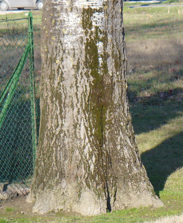 Populus alba o Populus canescens  ?