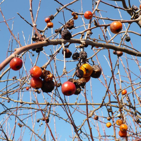 Crataegus azarolus / Lazzeruolo