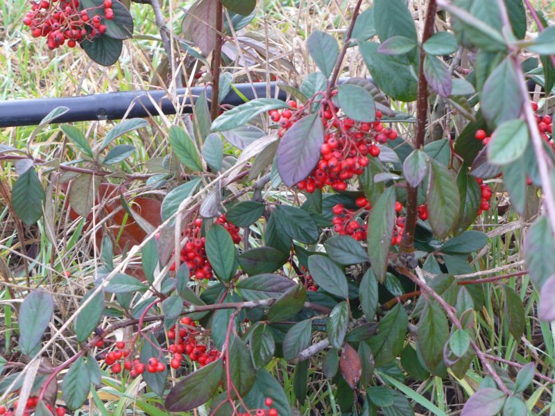 Cotoneaster cfr. lacteus