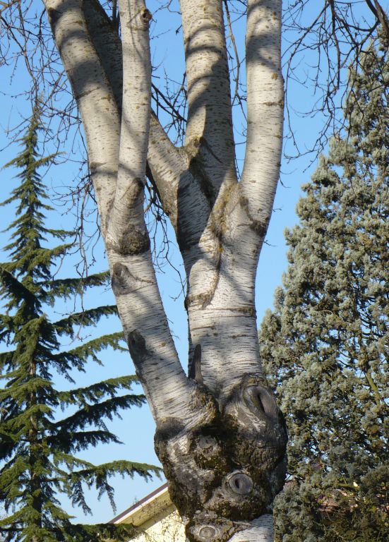 Populus alba o Populus canescens  ?