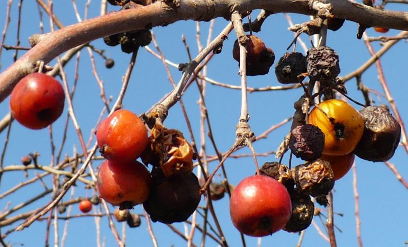 Crataegus azarolus / Lazzeruolo