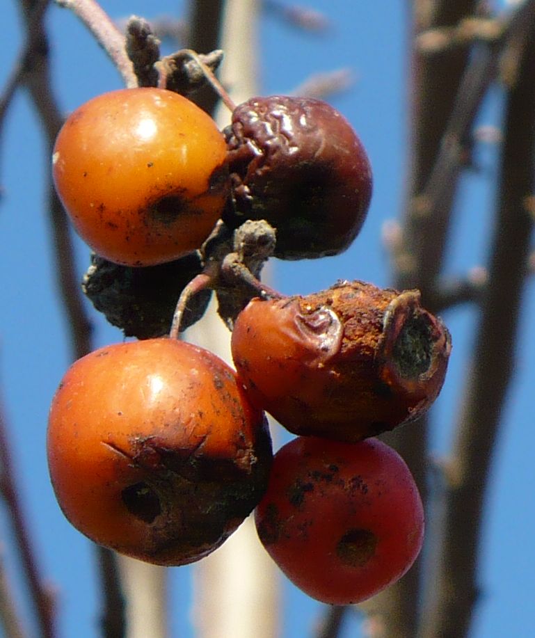 Crataegus azarolus / Lazzeruolo