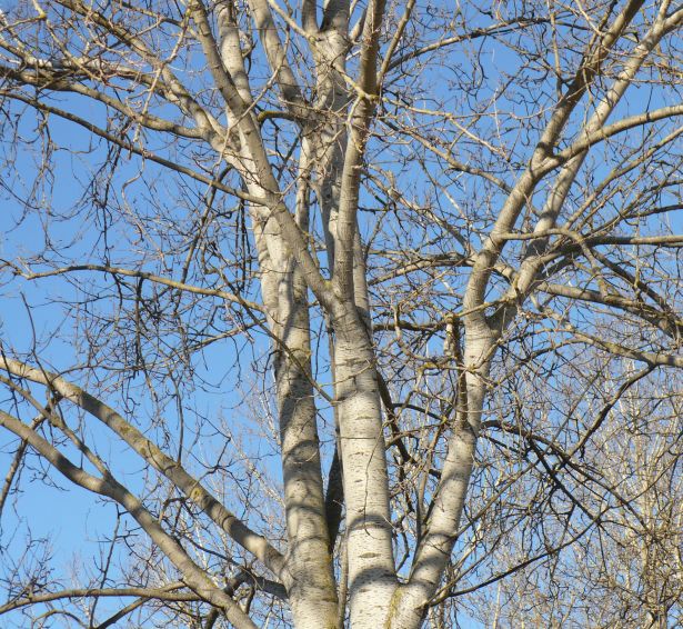 Populus alba o Populus canescens  ?