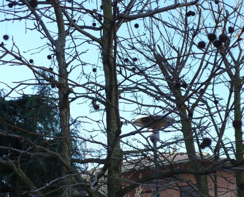 Liquidambar styraciflua