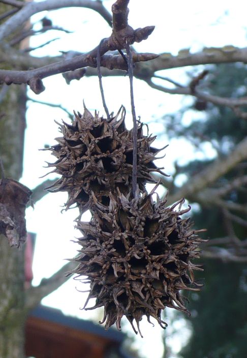 Liquidambar styraciflua