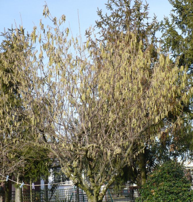 Corylus avellana