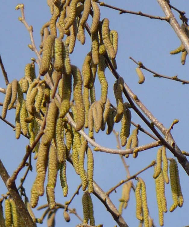 Corylus avellana