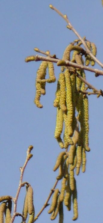 Corylus avellana