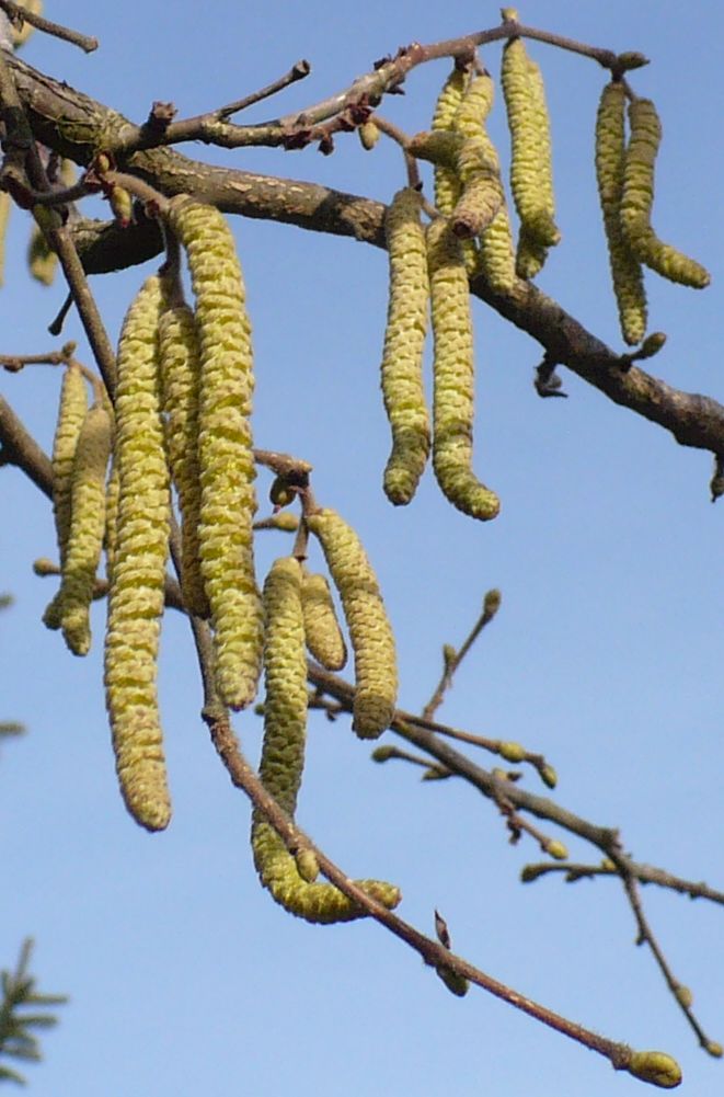 Corylus avellana