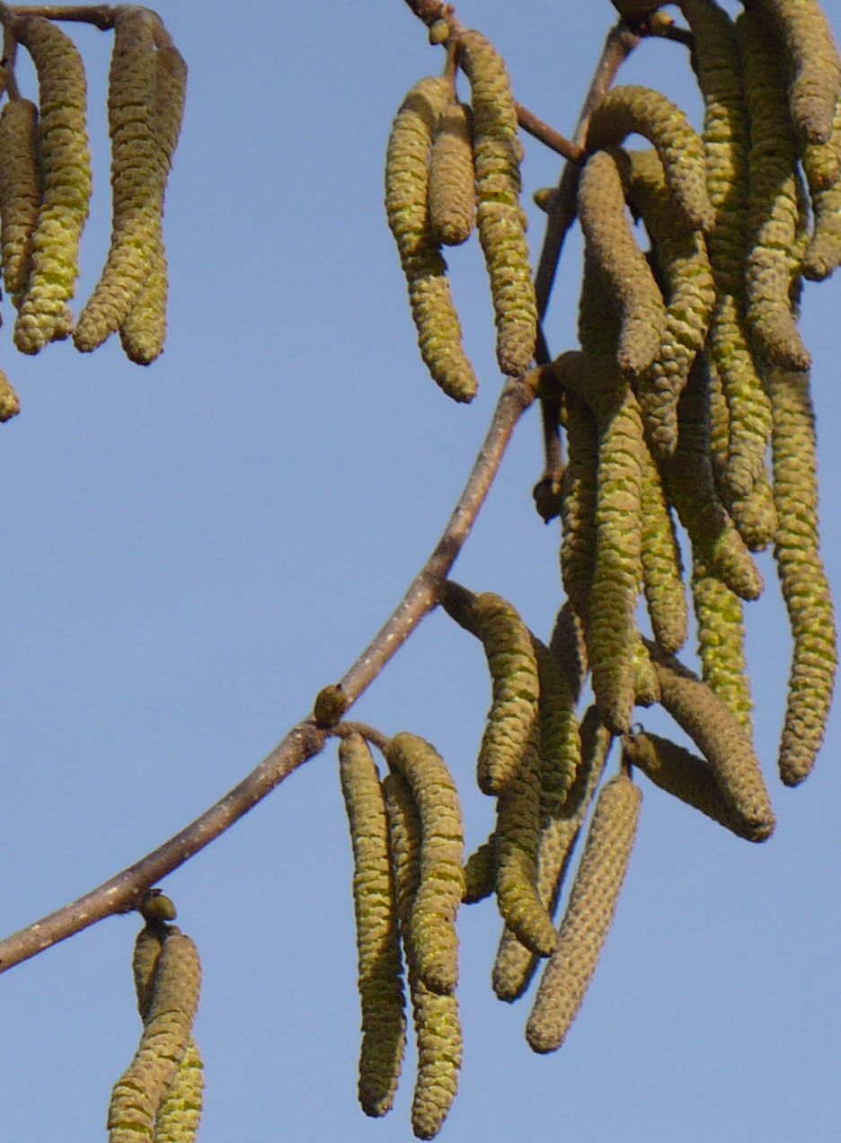 Corylus avellana