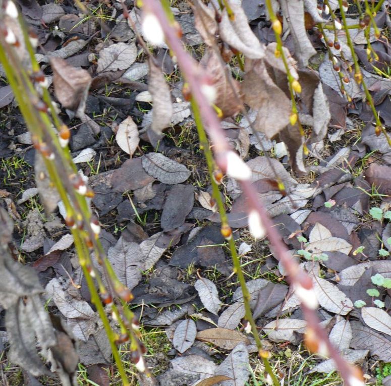 Salix caprea kilmarnock