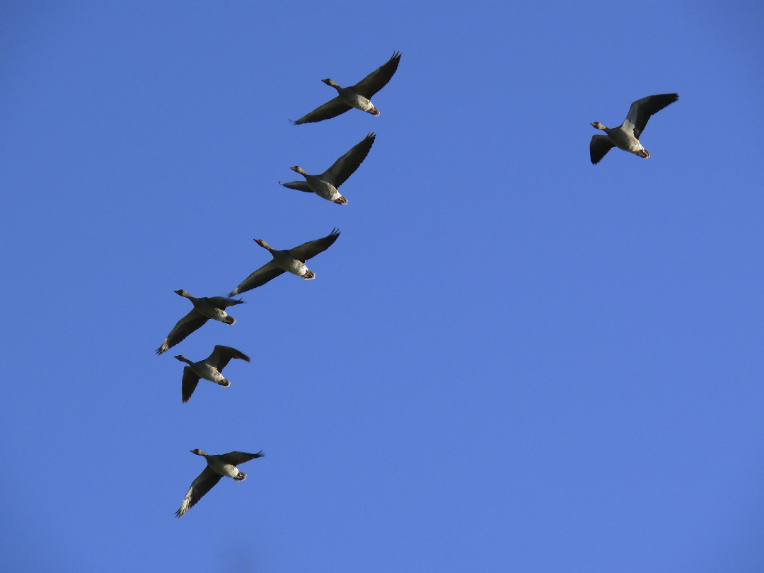 formazione in volo