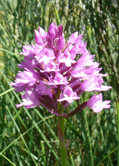 Orchidea ligure (Anacamptis pyramidalis)