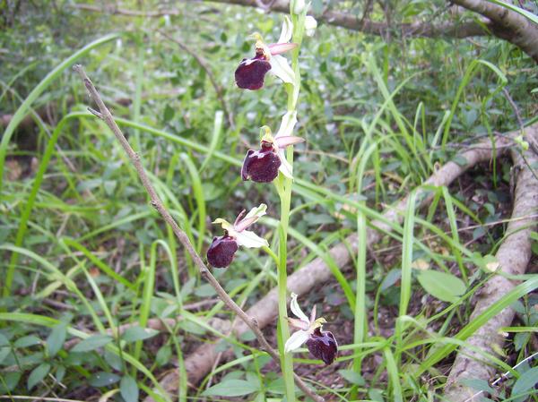 Ophrys morisii