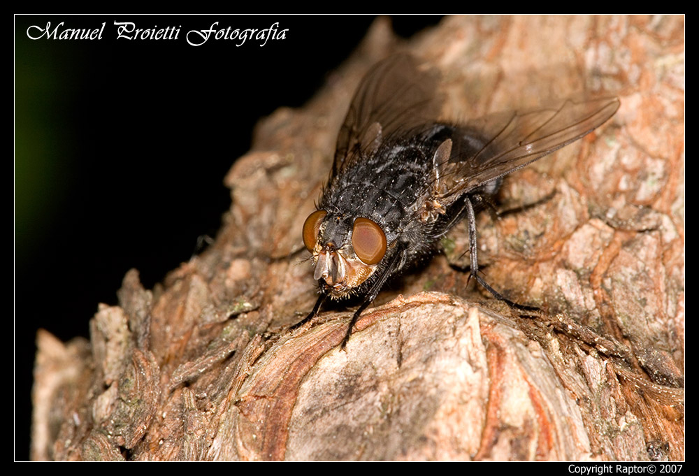 Calliphora vicina