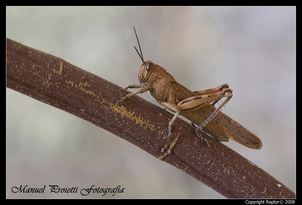 Cavalletta: Anacridium aegyptium